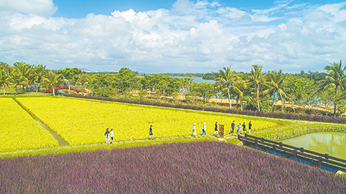 瓊海市ボアオ鎮留客村の美しい田園風景