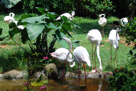 海南熱帯野生動植物園
